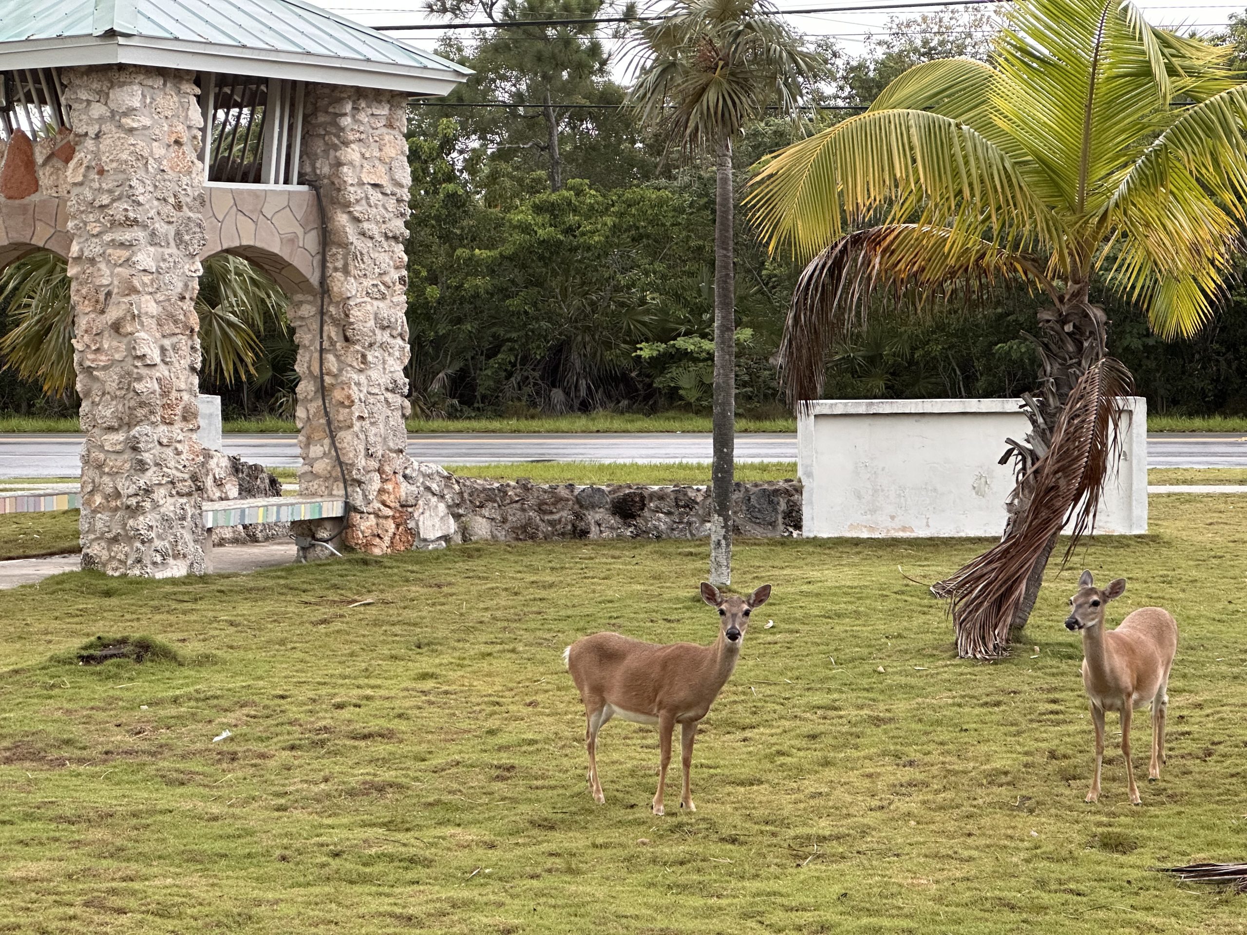 Key Deer standing on the church lawn.